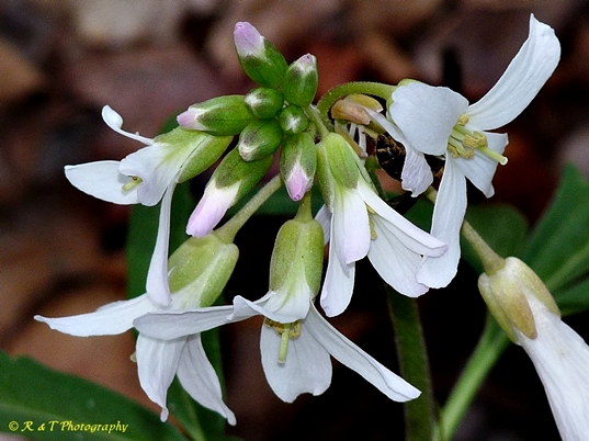 {Cardamine concatenata}